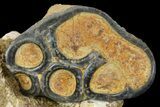 Two Desmostylus Molars (Hippo-Like Animal) In Rock - California #154323-3